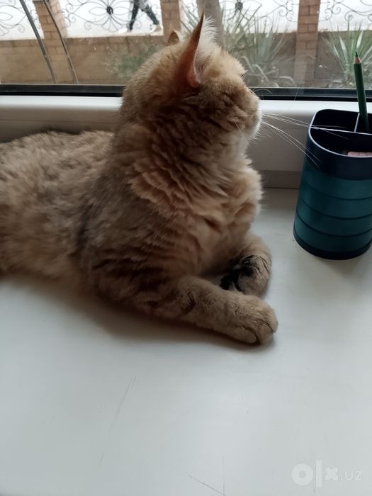 Продаю двух кошек.