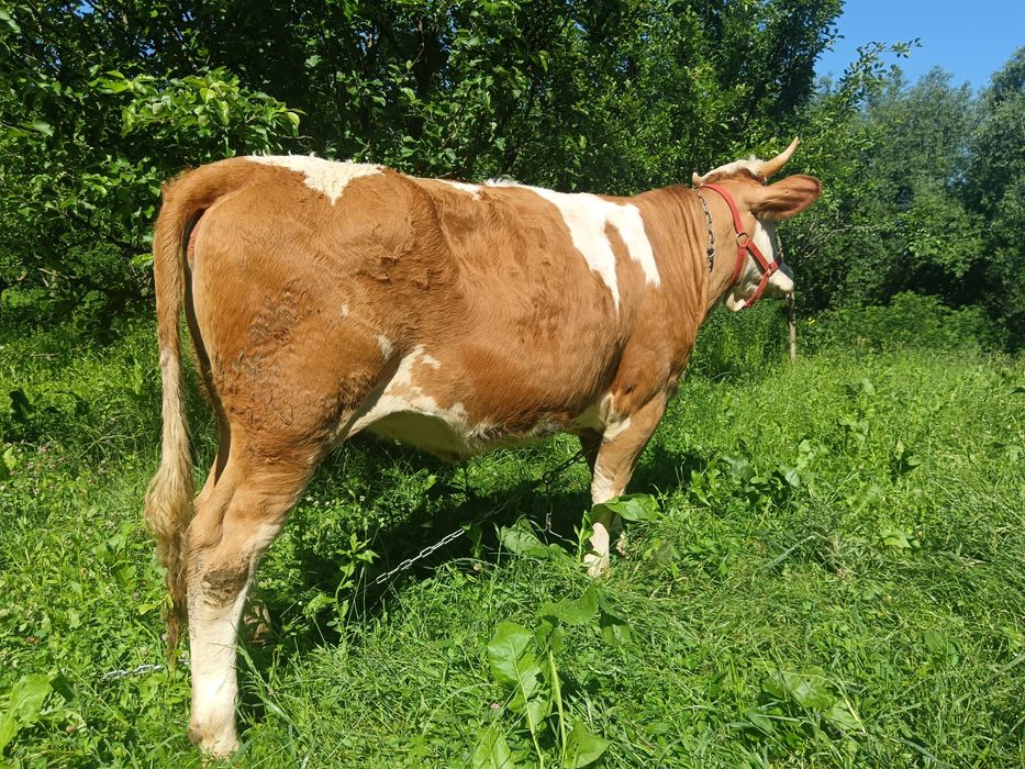 Preț fix Junca bălțată ro talie mare de 1 an și 6 luni gestantă in 2 luni