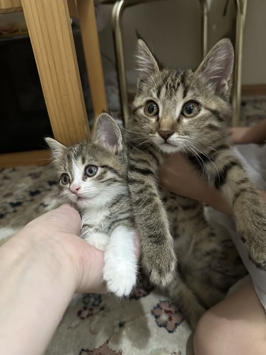 Отдам бесплатно в хорошие руки