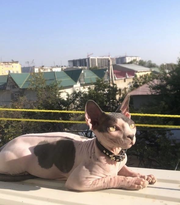 Продается кот сфинкс