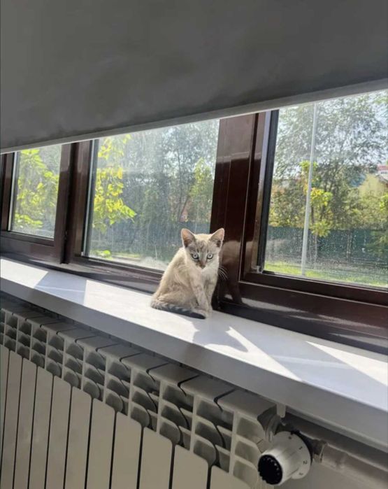 Отдам котенка в хорошие руки