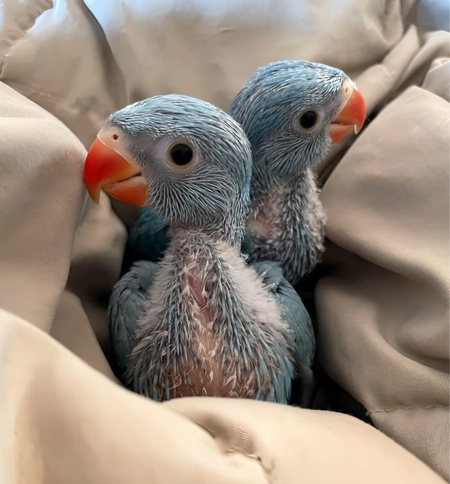 Papagali vorbitori pui blanzi Micul Alexandru Alexander