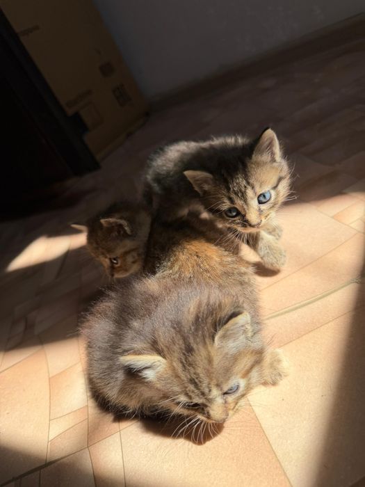 Отдам котят в добрые руки