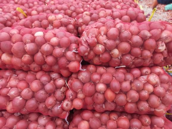 Қишга пиёз дехқондан 40 тонна бор Зомин туманида