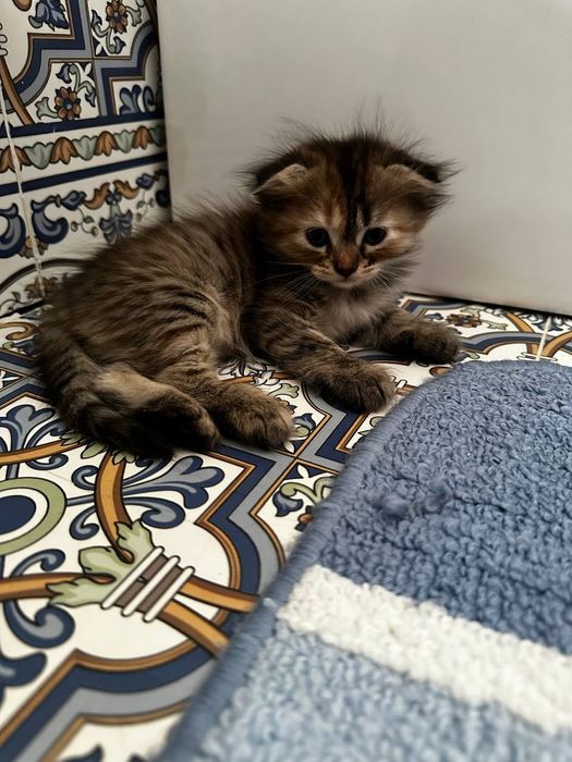 Keling, birinchi navbatda jinsiy aloqani korib chiqaylik