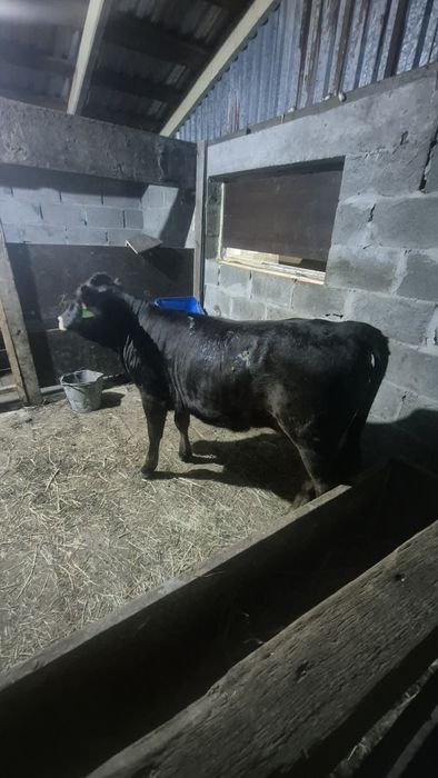 Продам карову с телёнком