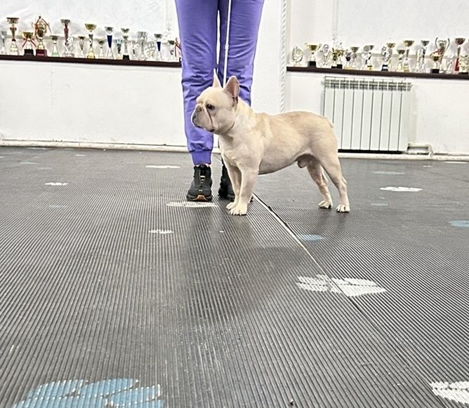 Шикарный мальчик ждёт девочек на вязку