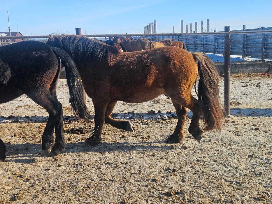 Продаются айгыры