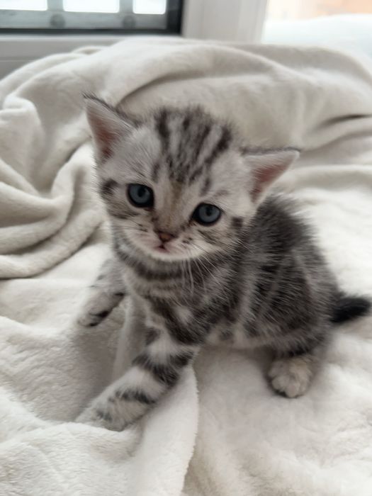 Продаем Милейшего котенка