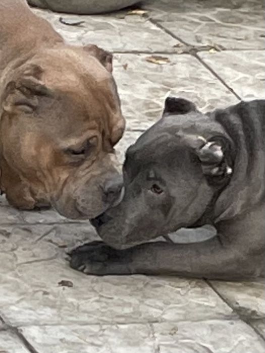 Щенки американский булли