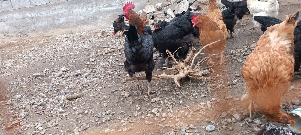 Қораз, әтеш, петух