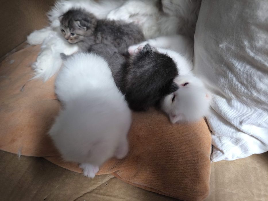 Турецкая Ангора котята и кошка