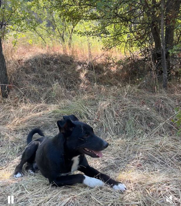 В добрые руки , ищем дом для кабеля.