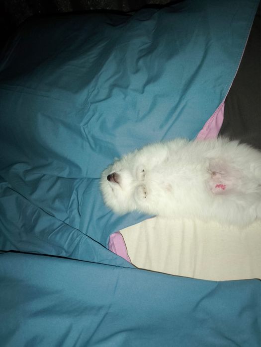 Шпиц с родословной