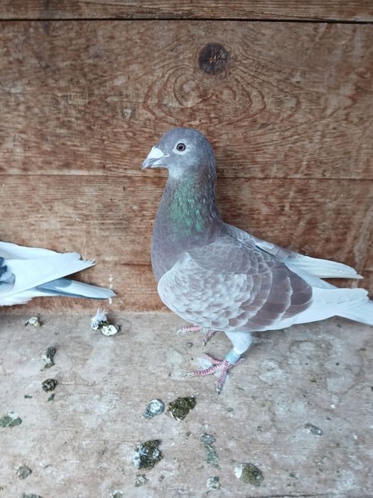 Porumbei de vânzare