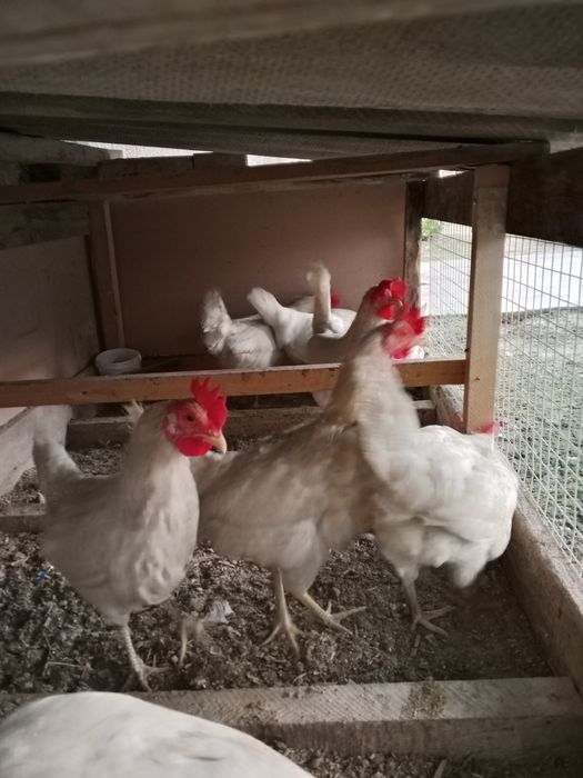 Loman sendi uyda boqilgan tovuq