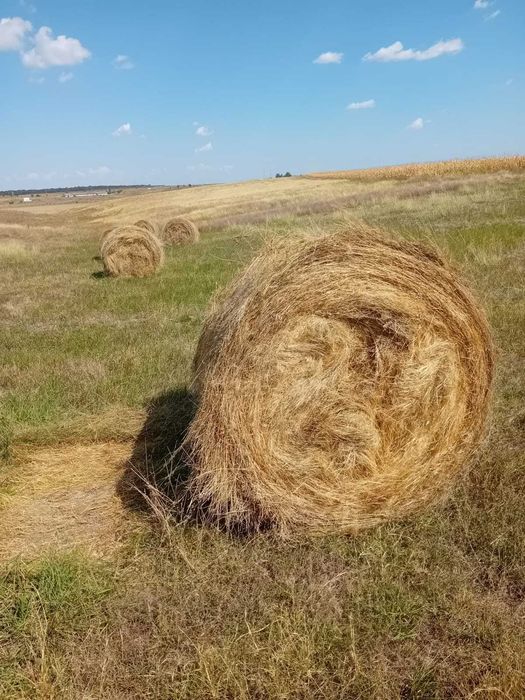 Vând baloți rotunzi de coceni și fan