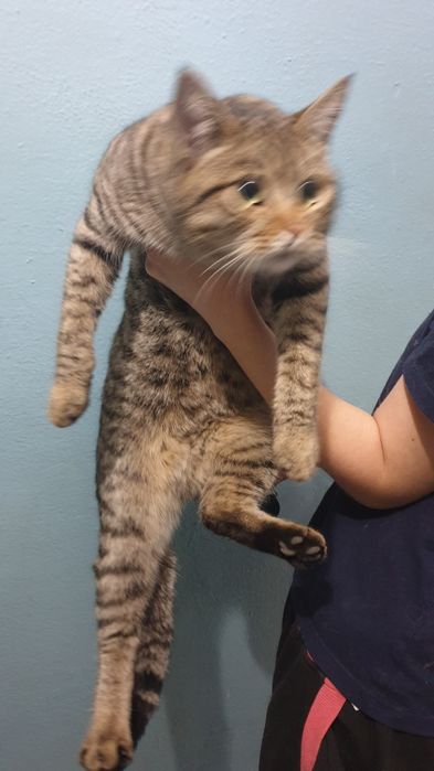 Найден кот ул.Жубанова