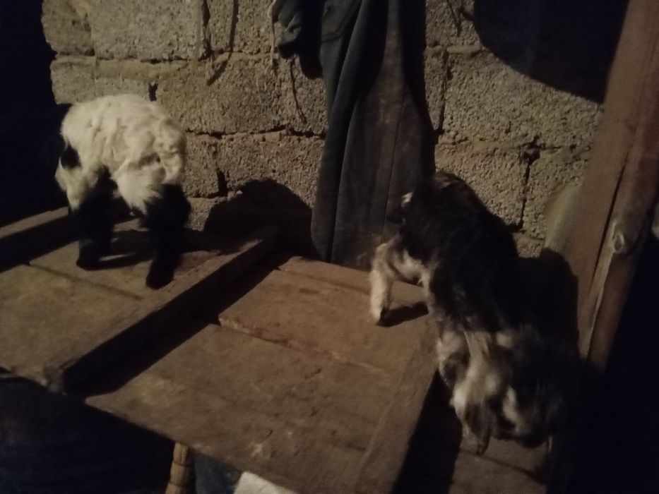 Лақтар сатылады ұрғашы 23000