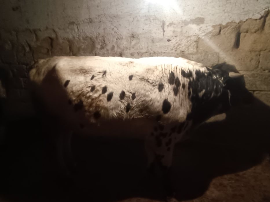 Семіз буха екі жасар су