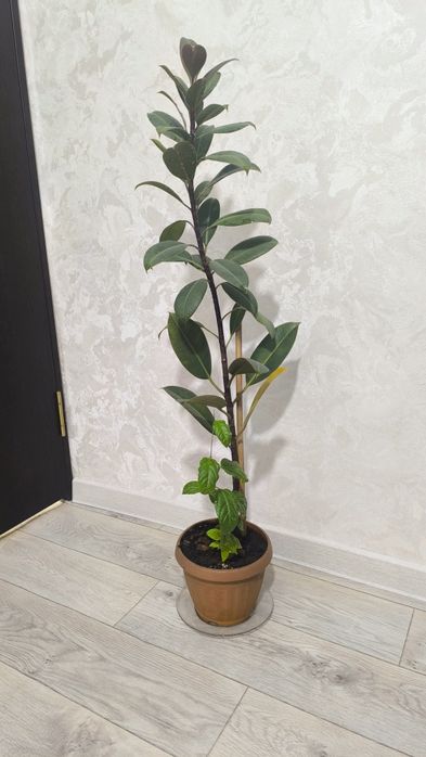 Срочно продам домашние цветы!