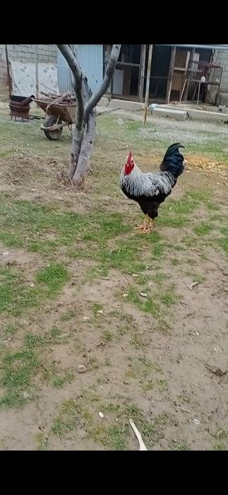 Петухи срочно продаётся