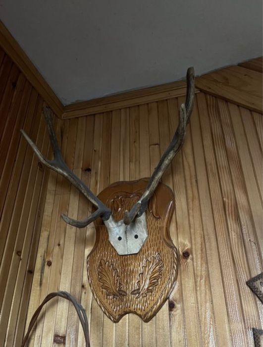 Coarne cerb carpatin