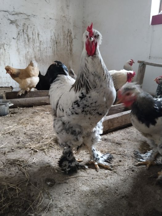 Петухи Брама 3 штуки