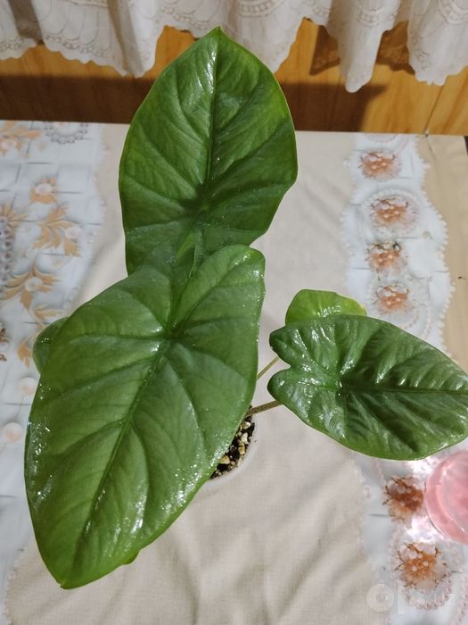 Продаются алаказии.