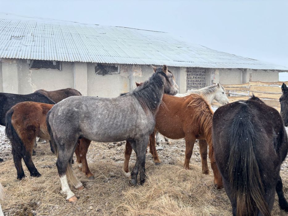 Айгыр, жеребец продам