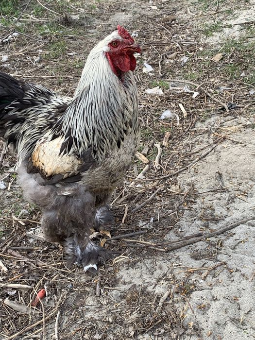 Млади петли(не чистокръвна Колумбийска брама)