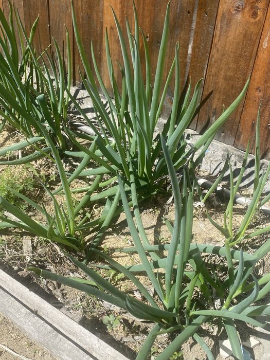 Лук пучками оптом