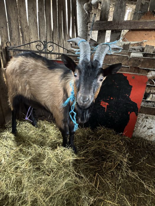 vand tap alpin francez