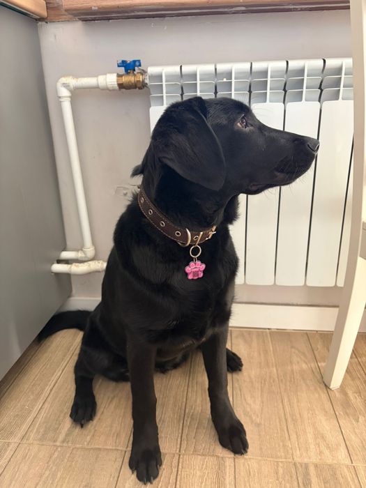 Продам щенка лабоадор ретривера