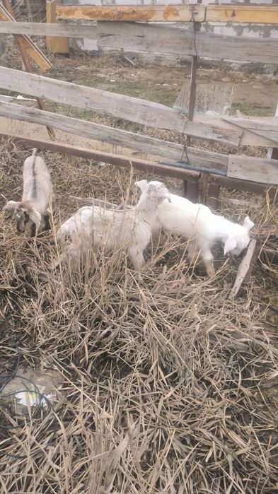 Ешкилер сатылады