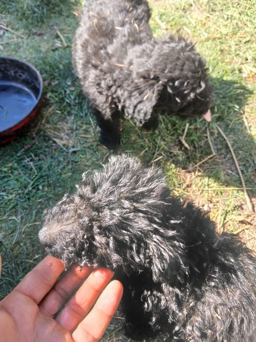 Căței de întors de o lună jumate