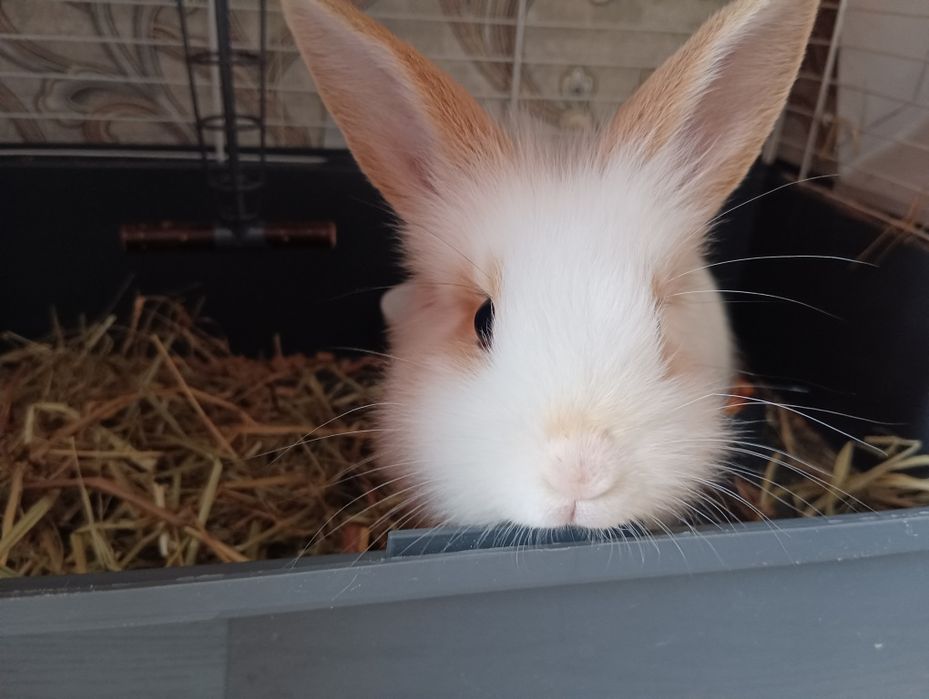 Декоративный кролик