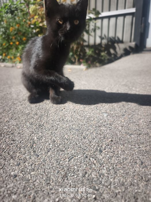 Отдам котят в хорошие руки