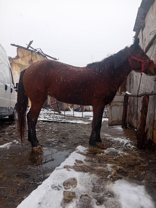 Vand iapa 8 ani forte cuminte