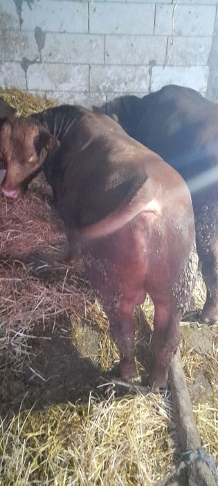 7 taurassi angus