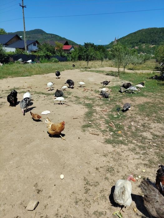 Pui de curcă crescuți în libertate