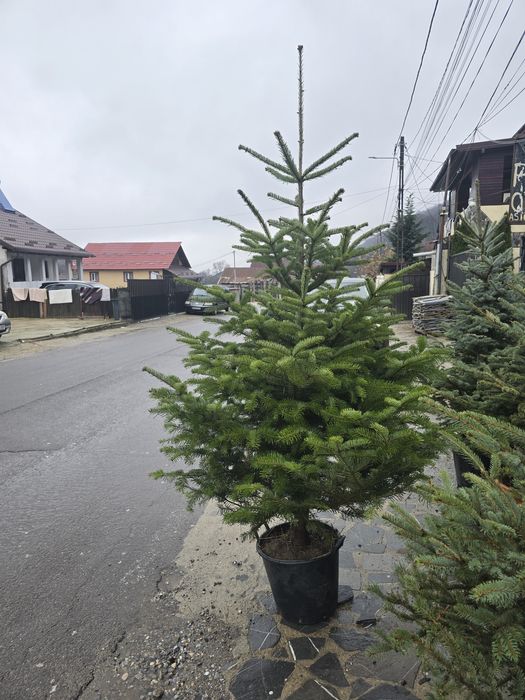 Brad argintiu și verde