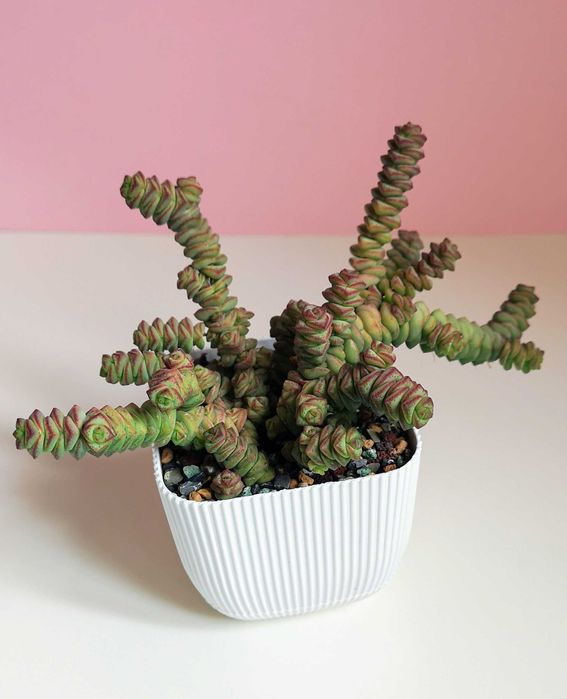 Суккуленты разные