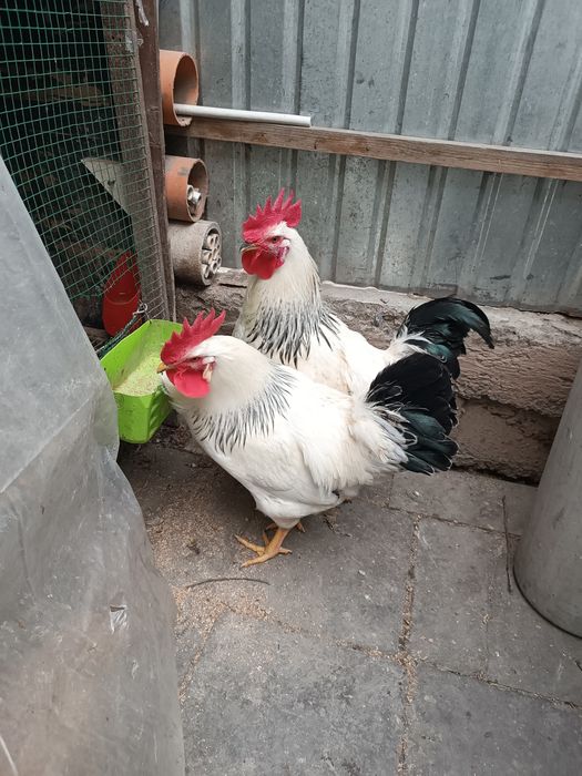 Адлер хурозлари 6 ойлик