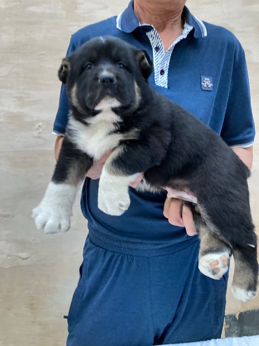 Щенок Кафказского Алабая ( Чистокровный )