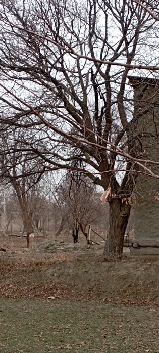 Daraxtlar sotiladi aloqa uchun