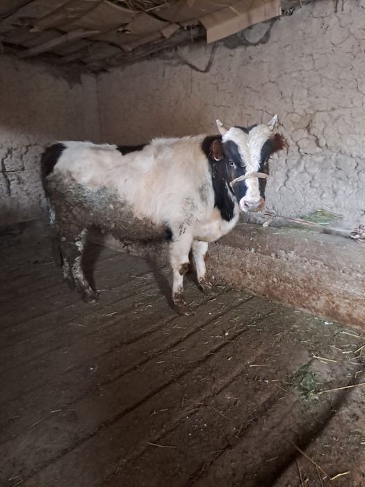 Семіз өгіз сатылады