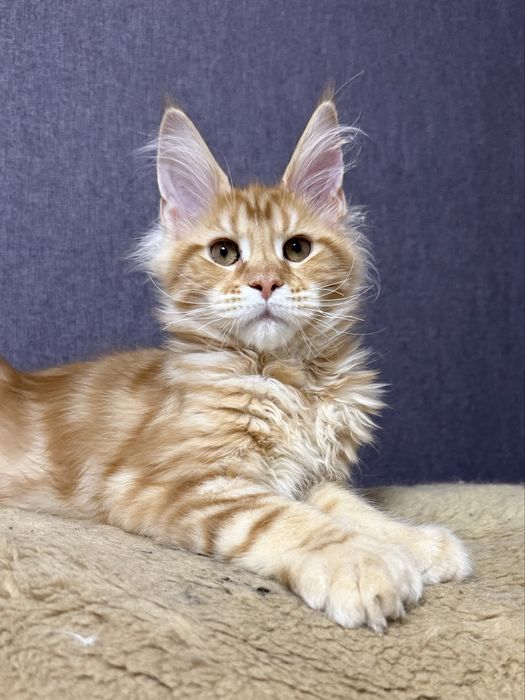 шикарные котята мейн-куны