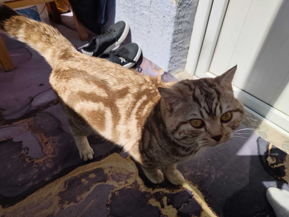 Скоттиш страй кот