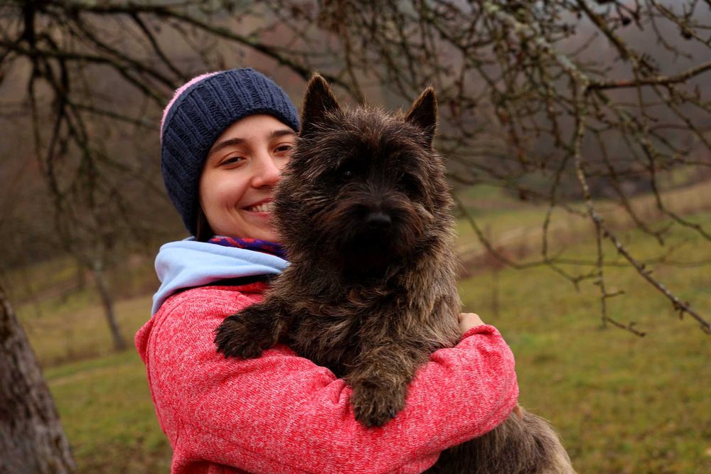 Cairn terrier baietel